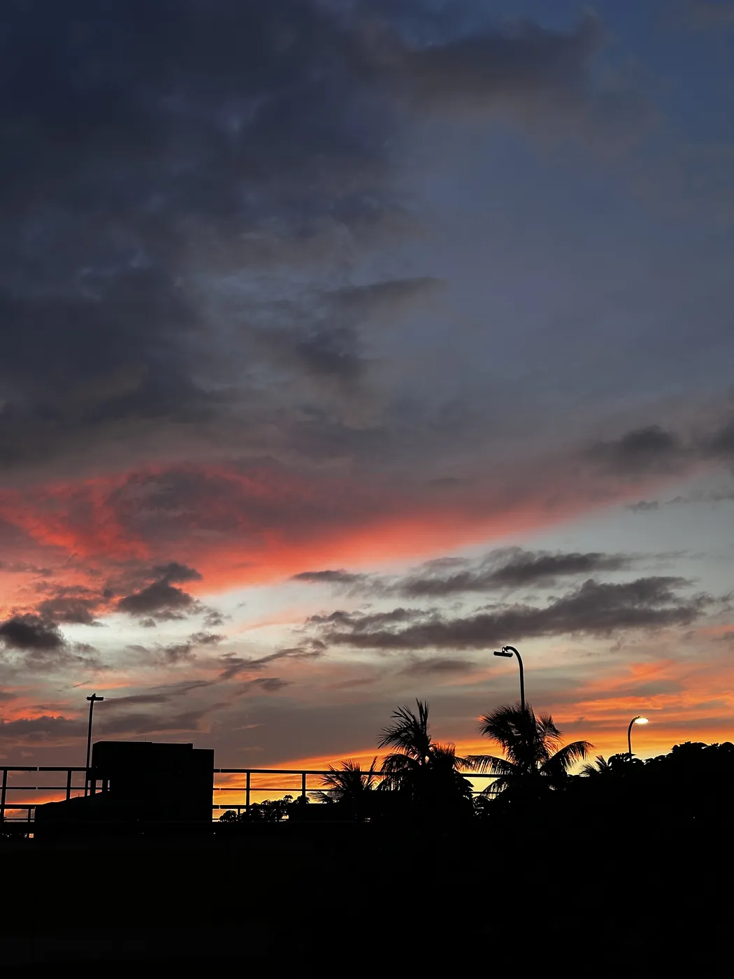 Palms at sunset