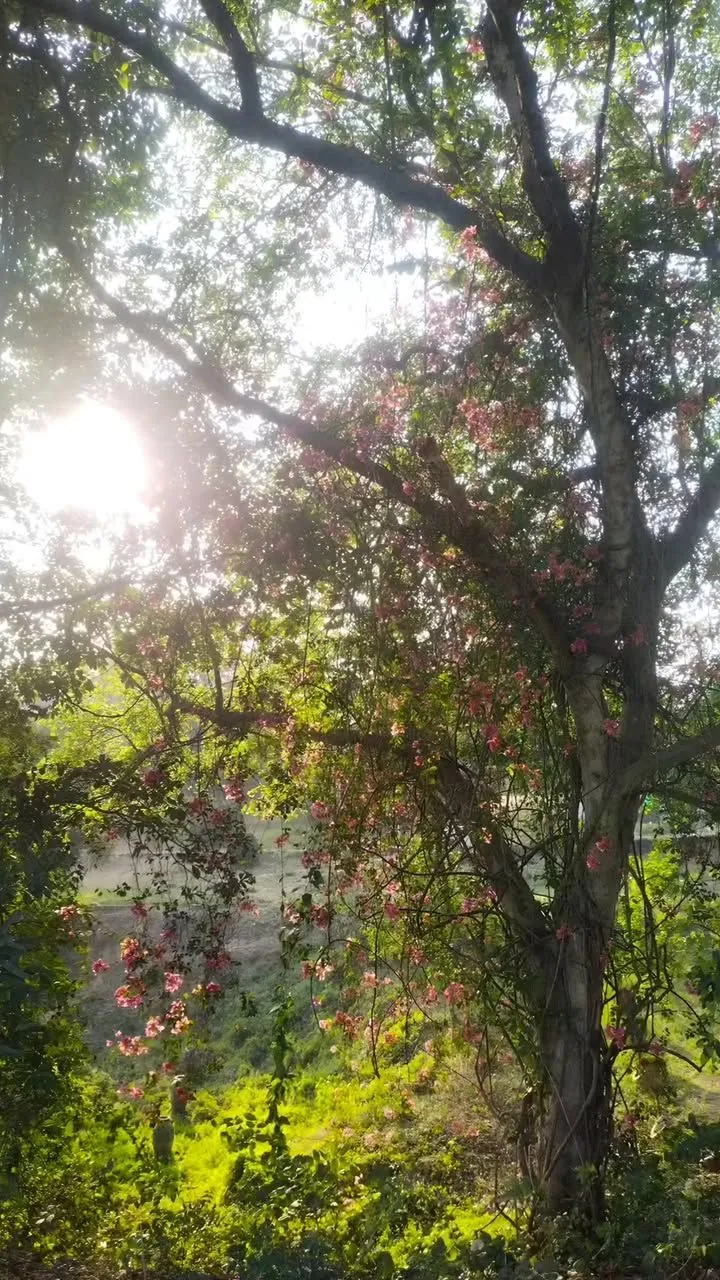 Sun through the leaves